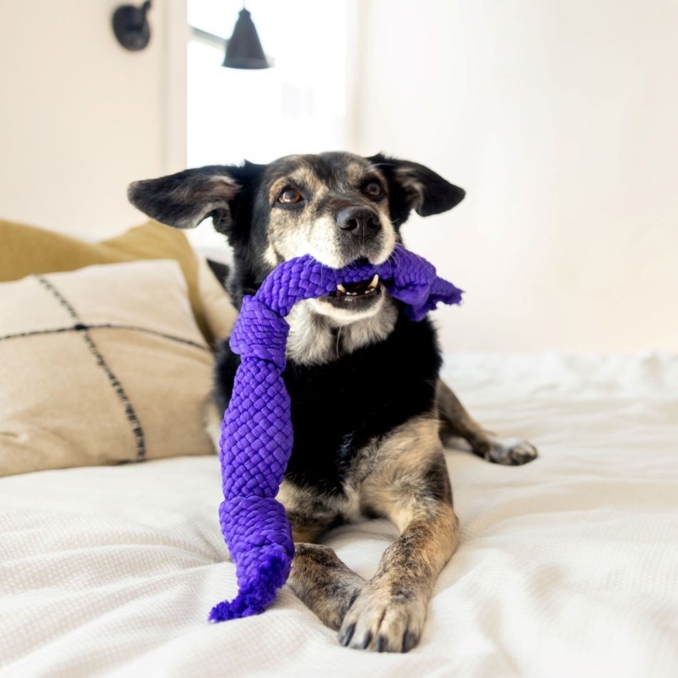 dri tech dental rope 33028 3 f20bcfcb 83f7 433c a92c 6044b1b8b5d7